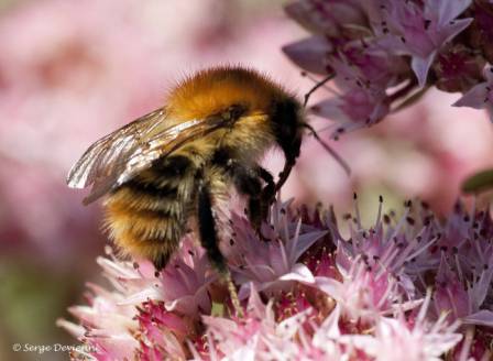 izbo_DSC07993ps (2).jpg - Le bourdon et sa trompe à nectar